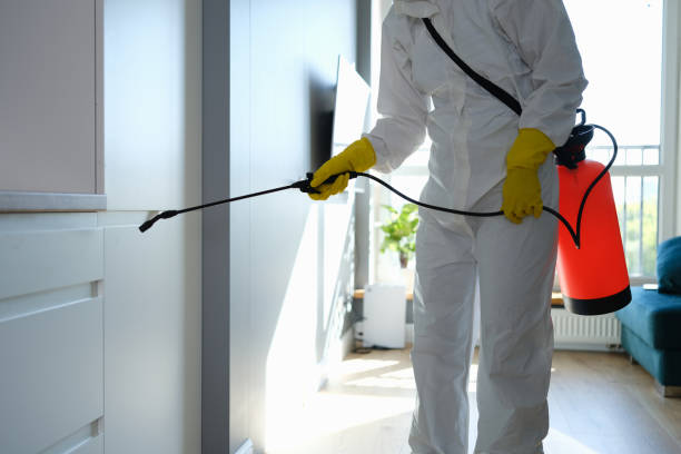 Attic Mold Removal