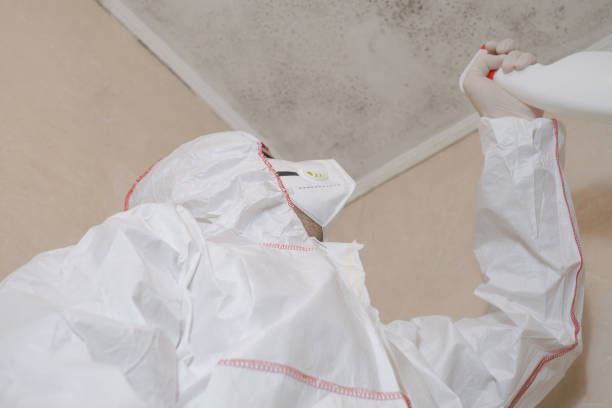 Long Branch, NJ Mold Removal Company